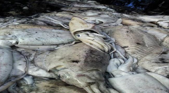 
                     ضبط 200 من الأسماك (الحبار) المهربة في شبوة 