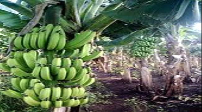 
                     دراسة: إمكانية إنتاج الوقود الحيوي من نفايات الموز والمانجو