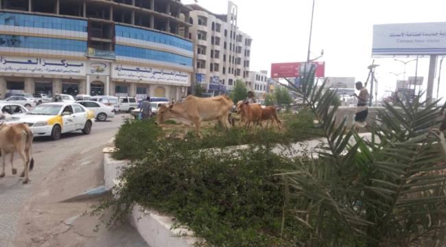 
                     الحيوانات السائبة ألغام متحركة في شوارع عدن