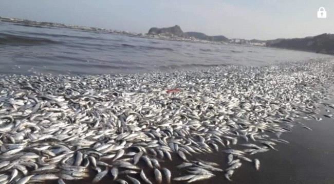 
                      باحث بحري يكشف اسباب نفوق الأسماك بساحل ابين في العاصمة المؤقتة عدن 