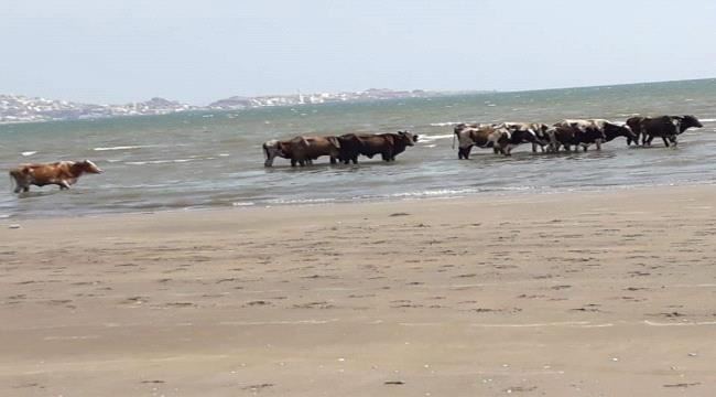 
                     شاهد..قطيع من البقر يسبح في البحر بعدن (صورة)
