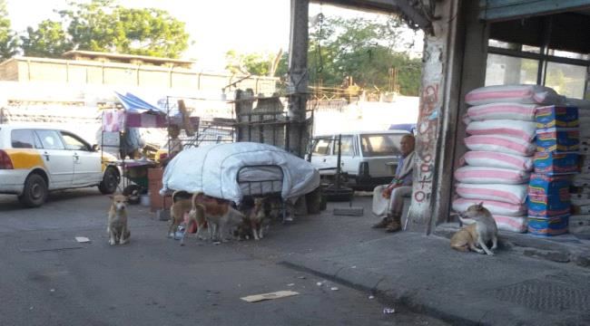 
                     صورة وتعليق : الكلاب الضالة مازالت تتجول في شوارع عدن بكل حرية!