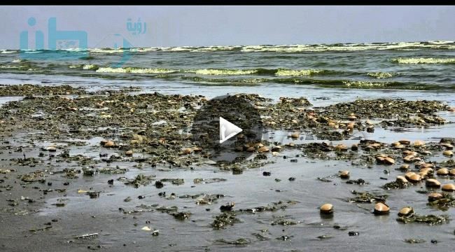 
                     شاهد| تغير لون بحر ساحل أبين بعدن وظهور أعداد كبيرة من الأسماك النافقة على امتداد الساحل - فيديو+صور