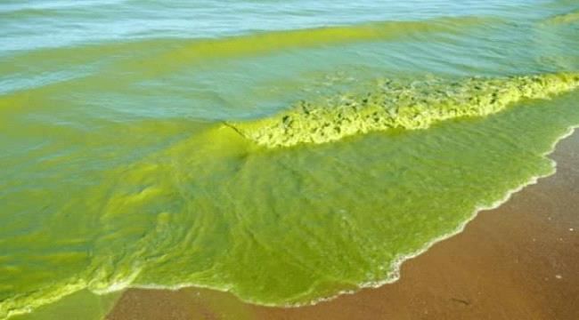 
                     أبحاث علوم البحار: ظهور الطحالب الخضراء في ساحل أبين ظاهرة طبيعية ستختفي بعد أيام